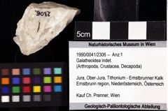 Foto (Objket + Etiketten) von Galatheoidea indet. 